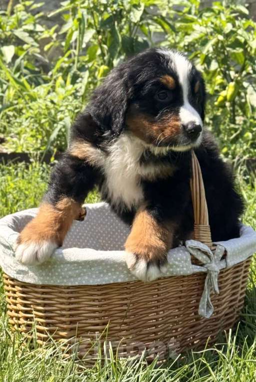 Собаки в других городах Воронежской области: Щенки БЕРНА Мальчик, 79 000 руб. - фото 2