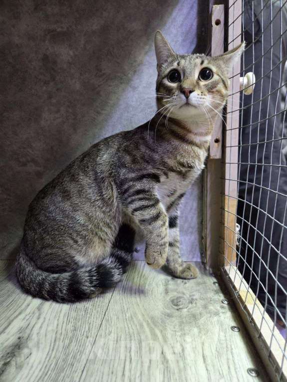 Кошки в Москве: Самый нежный котик ищет дом Мальчик, Бесплатно - фото 3