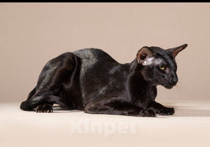 Кошки в Екатеринбурге: Вязка Мальчик, Бесплатно - фото 3