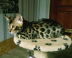 Кошки в Ардоне: Бенгалы, 10 000 руб. - фото 2