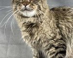 Кошки в Жердевке: Кот мейн-кун в разведение WCF, 80 000 руб. - фото 7