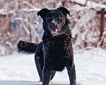 Собаки в Сергиеве Посаде: Классный Палкан ищет дом Мальчик, 10 руб. - фото 3
