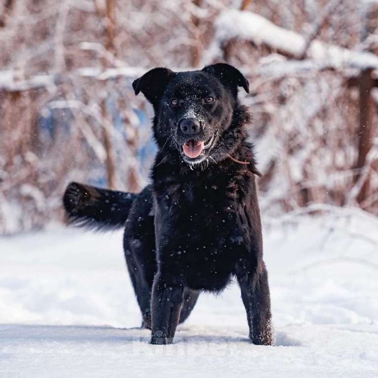Собаки в Сергиеве Посаде: Классный Палкан ищет дом Мальчик, 10 руб. - фото 3
