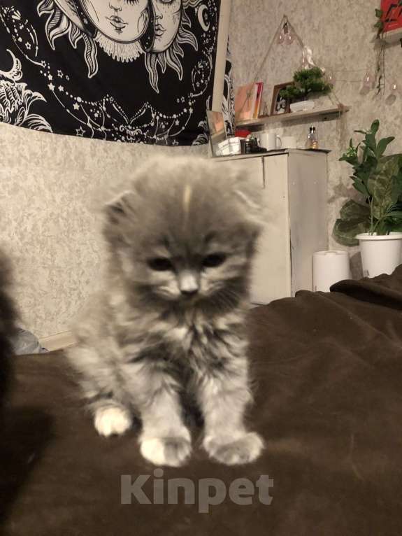 Кошки в Менделеевске: Шотландская девочка вислоухая  Девочка, 4 000 руб. - фото 2