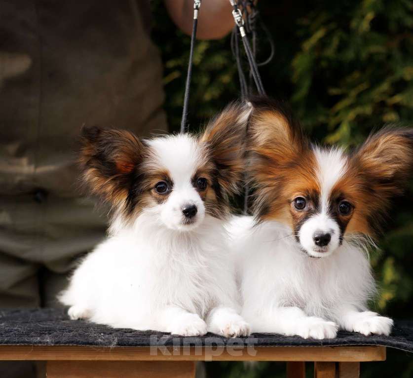 Собаки в Москве: щенки папийона и фалена Девочка, Бесплатно - фото 5