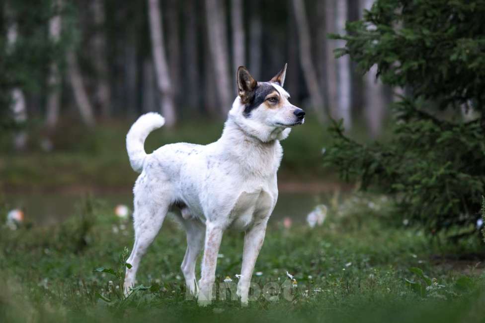 Собаки в Москве: Белка Девочка, Бесплатно - фото 3