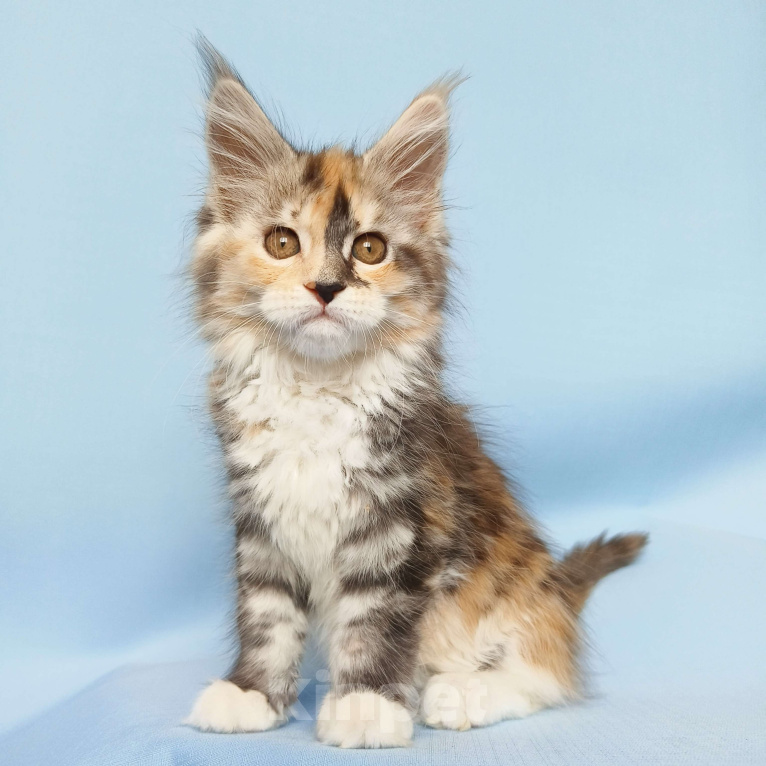 Кошки в Москве: Котята Мейн-Кун из питомника Девочка, 50 000 руб. - фото 7