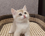 Кошки в Электростали: Шотландские котята редких золотых окрасов из питомника Cats-in-boots Девочка, 60 000 руб. - фото 5