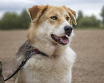 Собаки в Москве: Компанейская Лента ищет хозяина! Девочка, Бесплатно - фото 6