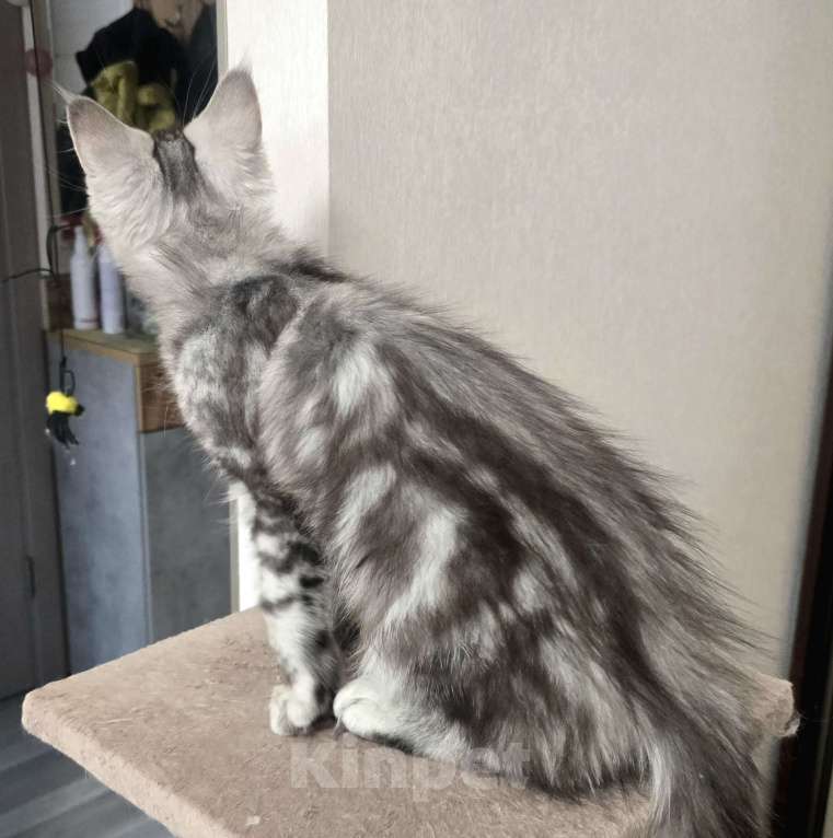 Кошки в Москве: Котята мейн-кун Девочка, 35 000 руб. - фото 5