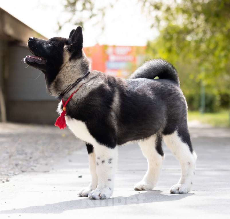 Собаки в Волгограде: Американская акита Девочка, 75 000 руб. - фото 4