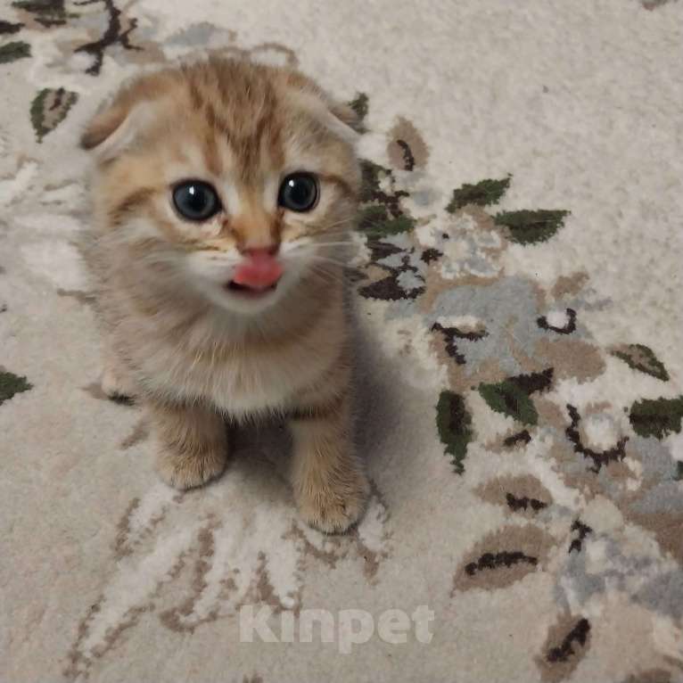 Кошки в Липецке: Продаются шотландские вислаухие котята. Мальчик, 15 000 руб. - фото 1
