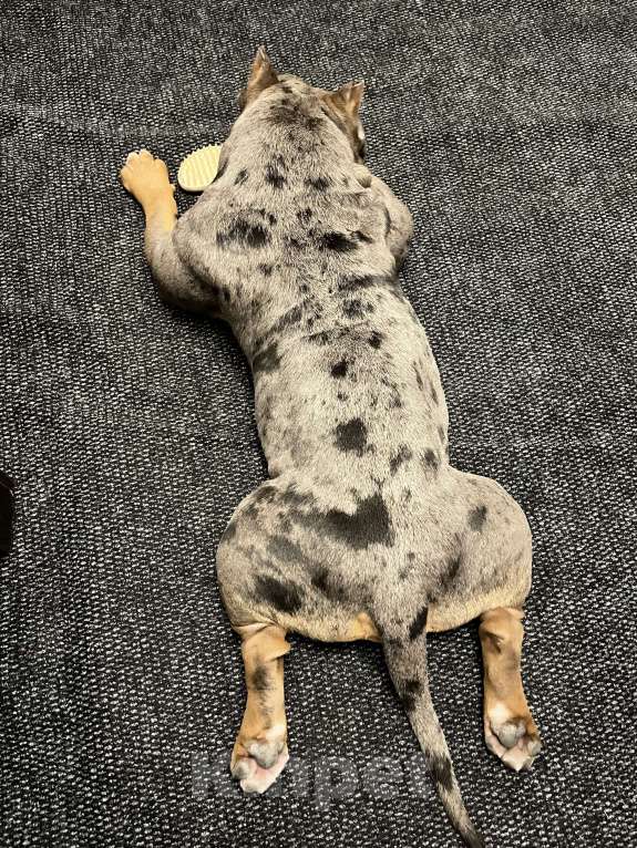 Собаки в Владикавказе: Вязка Мальчик, Бесплатно - фото 3