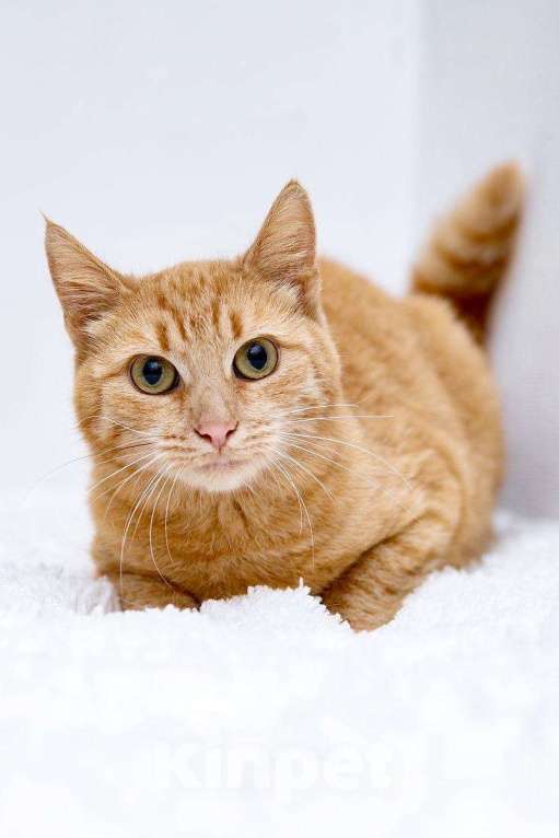 Кошки в Рязани: Рыжая кошка в дар, Бесплатно - фото 1