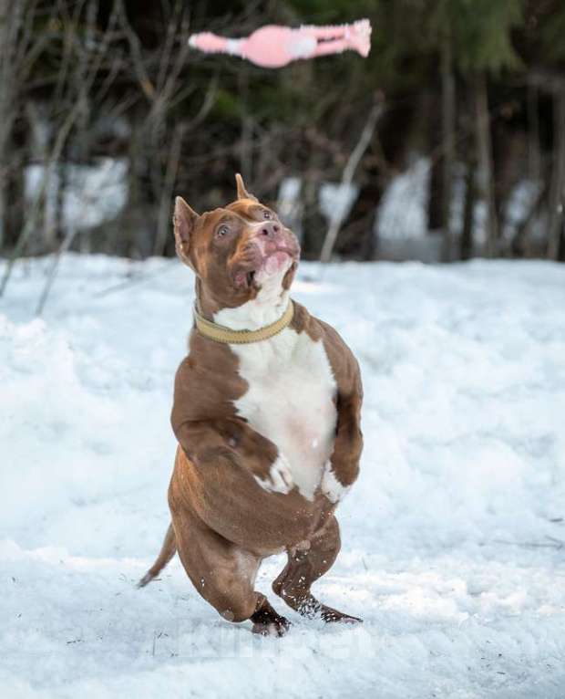 Собаки в Москве: Молодой питбуль шоколадного окраса Паула в добрые руки Девочка, 1 руб. - фото 4