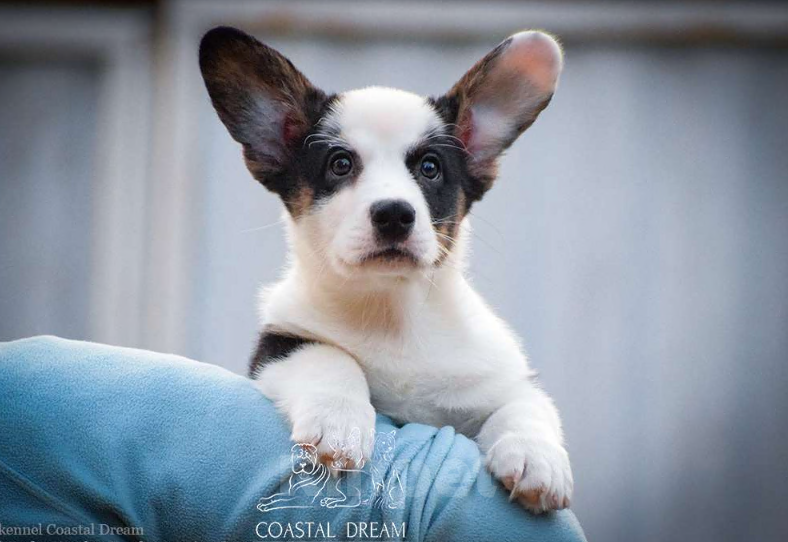 Собаки в Москве: Вельш корги кардиган (мальчик) Мальчик, 50 000 руб. - фото 5