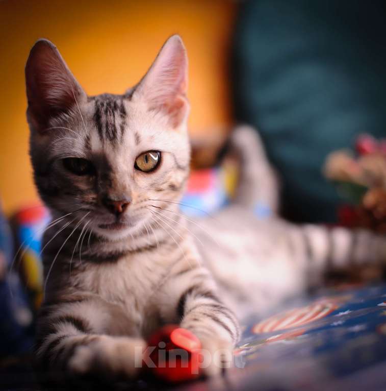 Кошки в Москве: Бенгальский котенок серебро Мальчик, 45 000 руб. - фото 1