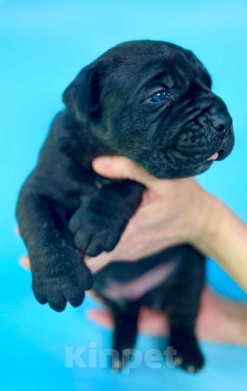 Собаки в Петрозаводске: Щенки кане корсо Мальчик, 100 000 руб. - фото 2