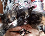 Кошки в Солнечногорске: Котенок 1 Девочка, Бесплатно - фото 6