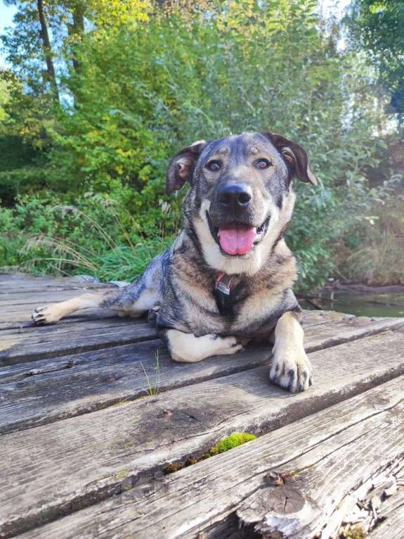 Собаки в Москве: Мартину не повезло, он родился сереньким, а серых никогда не видят. А теперь он еще и взрослый... Мальчик, Бесплатно - фото 2