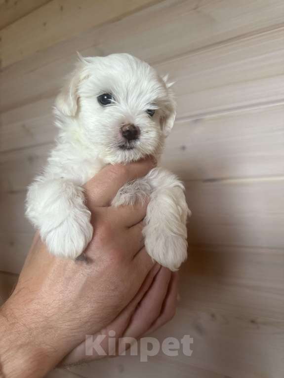 Собаки в других городах Московской области: Супер целовательная девочка  Девочка, 60 000 руб. - фото 3