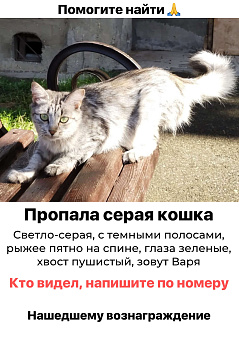 Объявление: Кисловодск. Пропала кошка, Бесплатно, Кисловодск