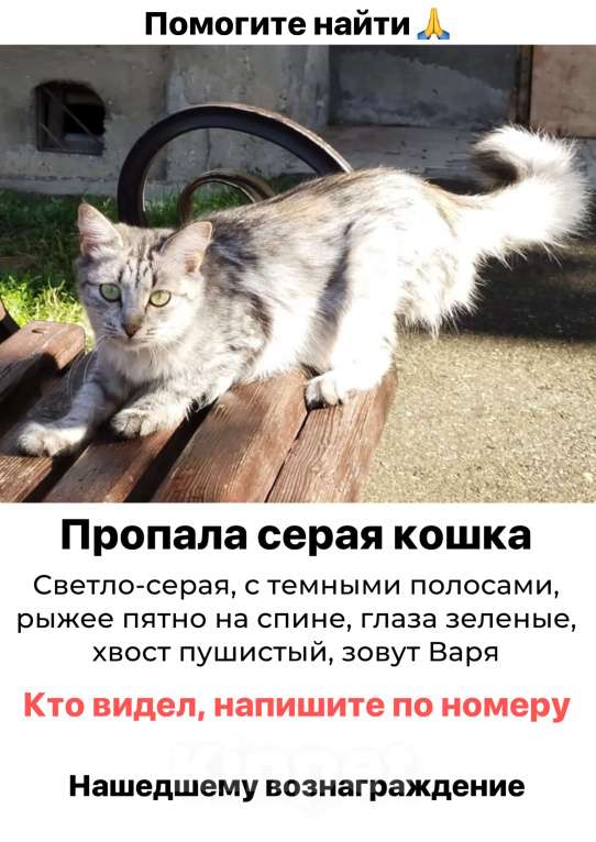 Кошки в Кисловодске: Кисловодск. Пропала кошка Девочка, Бесплатно - фото 1