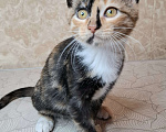 Кошки в Москве: Котёнок с интересным окрасом в добрые руки  Девочка, Бесплатно - фото 3