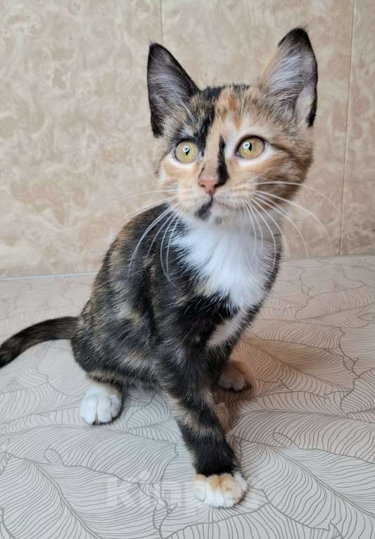 Кошки в Москве: Котёнок с интересным окрасом в добрые руки  Девочка, Бесплатно - фото 3