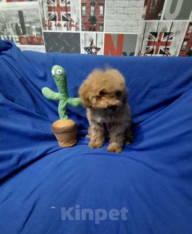 Собаки в Москве: Той пудель девочка Девочка, 45 000 руб. - фото 1