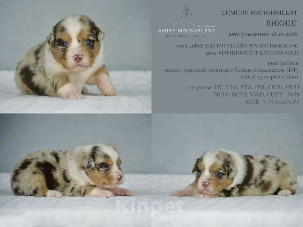 Собаки в других городах Московской области: щенки австралийской овчарки (аусси) РКФ Разнополые, 50 000 руб. - фото 8