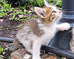 Кошки в Сызрани: Котенок Сухарик ищет дом Мальчик, Бесплатно - фото 2