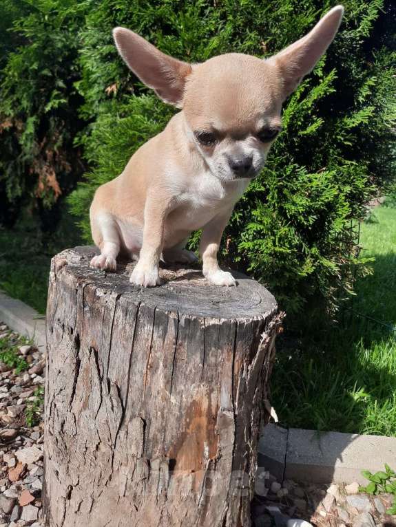 Собаки в Ярославле: Чихуахуа  мальчик  Мальчик, 45 000 руб. - фото 3