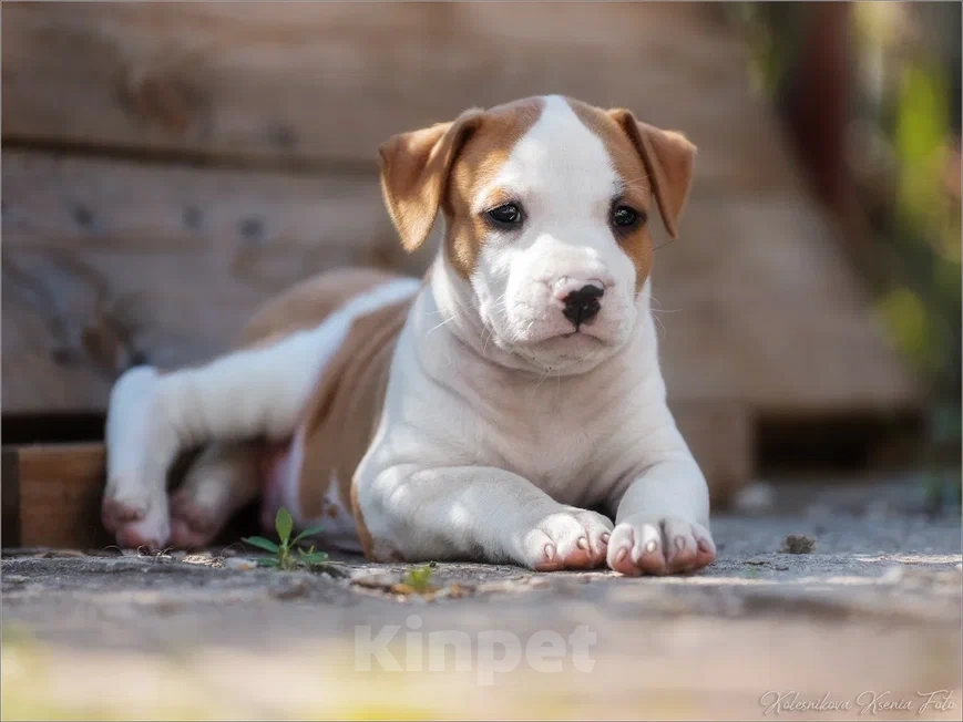 Собаки в Самаре: Щенки АСТ из питомника Мальчик, 30 000 руб. - фото 10
