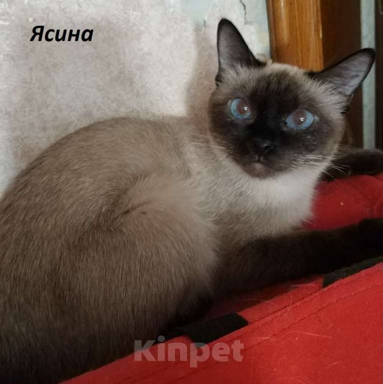 Кошки в Москве: Чистопородные тайцы из питомника за символическую сумму Разнополые, Бесплатно - фото 9