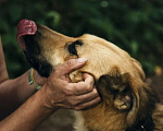 Собаки в Москве: Рыжая Берта ищет дом! Девочка, Бесплатно - фото 2