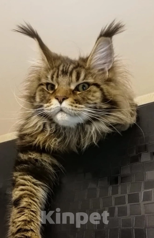 Кошки в Москве: Огромные Мейн куны  Мальчик, 65 000 руб. - фото 9