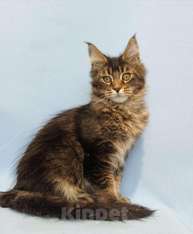 Кошки в Москве: Котёнок Мейн-Кун Мальчик Мальчик, 50 000 руб. - фото 2