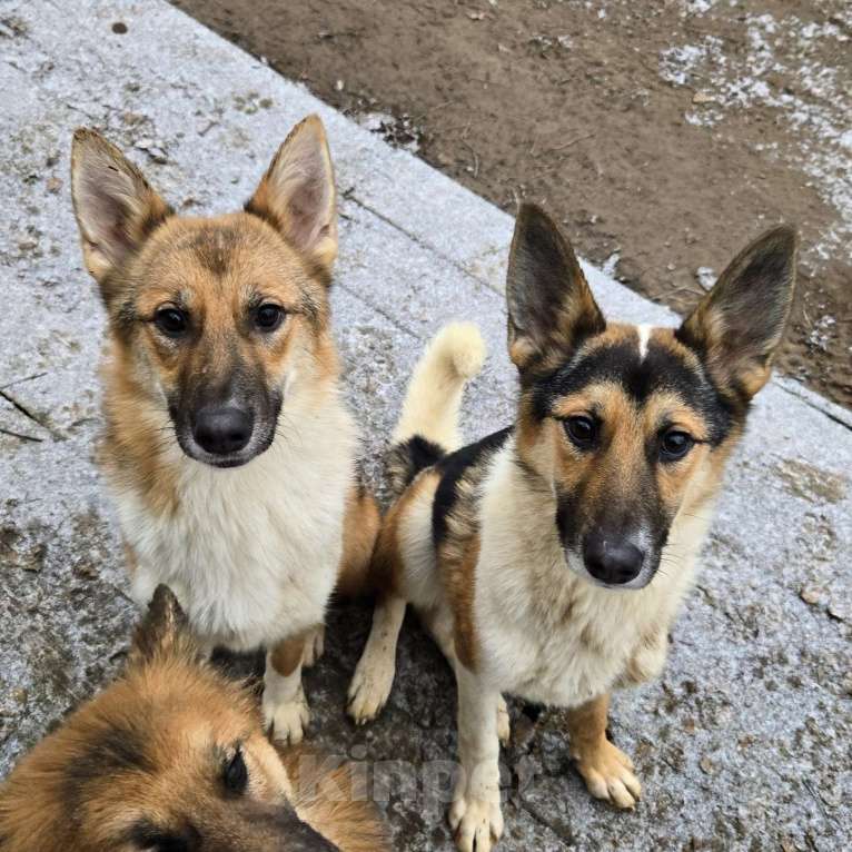 Собаки в Клине: Кешью — трепетная девочка скучает в приюте без своего человека Девочка, Бесплатно - фото 3