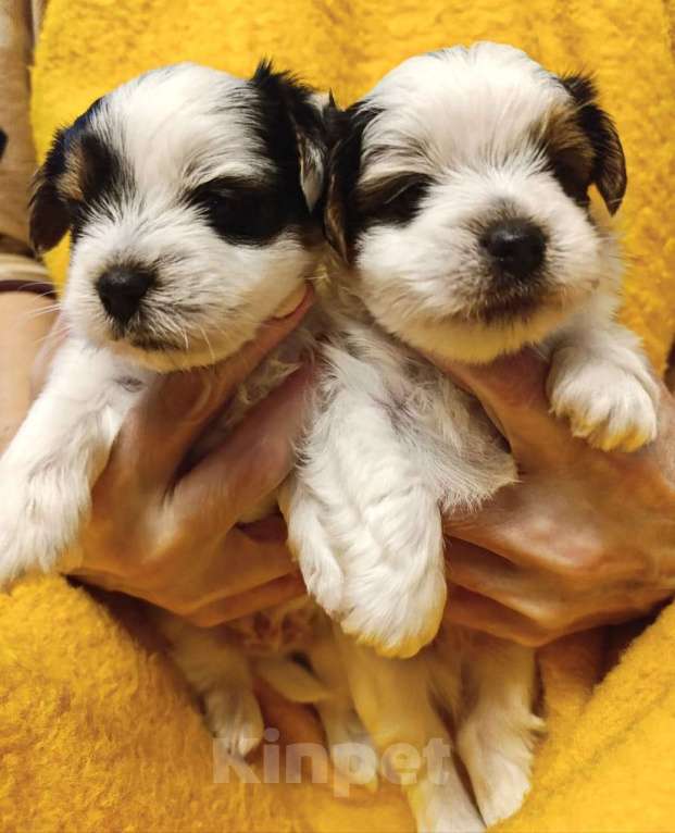 Собаки в Наро-Фоминске: Очаровательные щенки Бивер-Йорка Мальчик, 45 000 руб. - фото 6