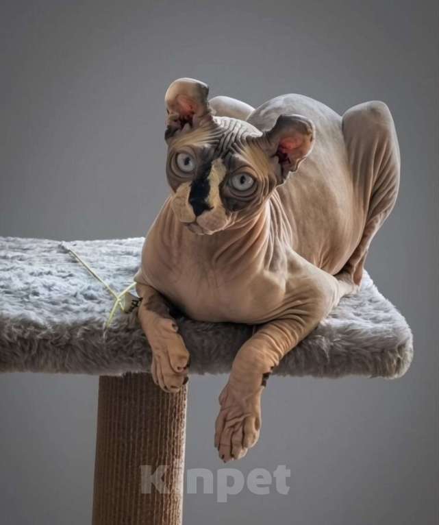 Кошки в Москве: Кот породы эльф Мальчик, 150 000 руб. - фото 1