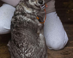 Собаки в Сергиеве Посаде: Добби ищет дом  Мальчик, Бесплатно - фото 5