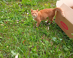Кошки в Москве: Котенок Искорка ищет дом Девочка, Бесплатно - фото 4