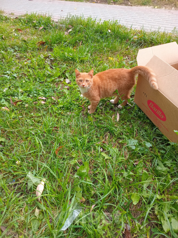 Кошки в Москве: Котенок Искорка ищет дом Девочка, Бесплатно - фото 4