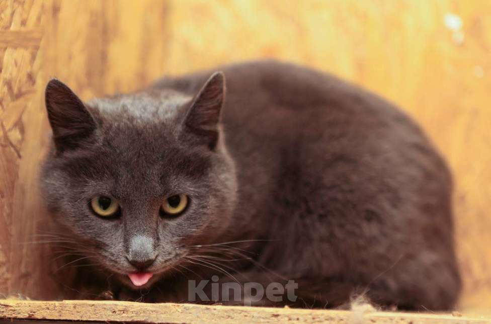 Кошки в других городах Московской области: Шеба ищет дом Девочка, 10 руб. - фото 3