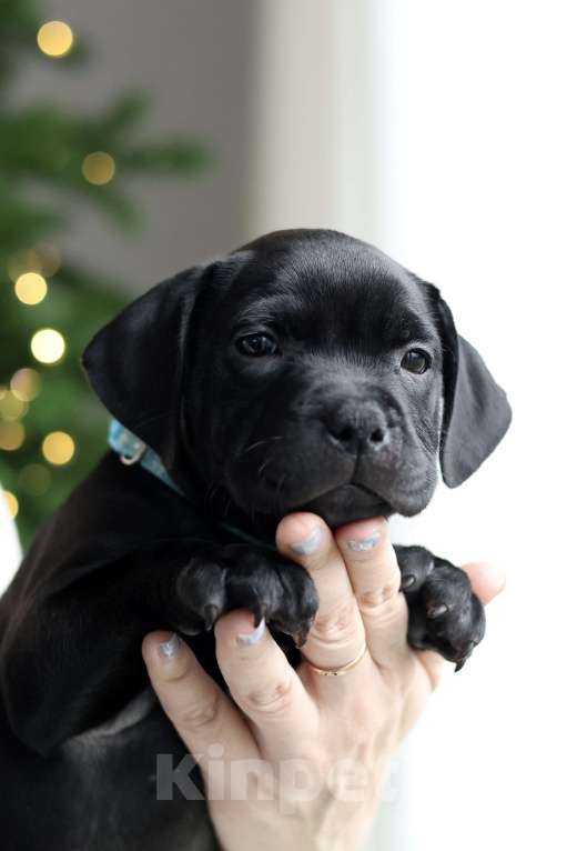 Собаки в Воронеже: щенки стаффордширского бультерьера /стаффи Мальчик, 70 000 руб. - фото 1