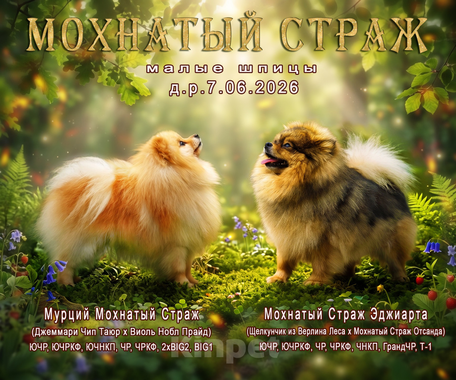 Собаки в Воронеже: Щенок малого шпица Мальчик, 40 000 руб. - фото 7