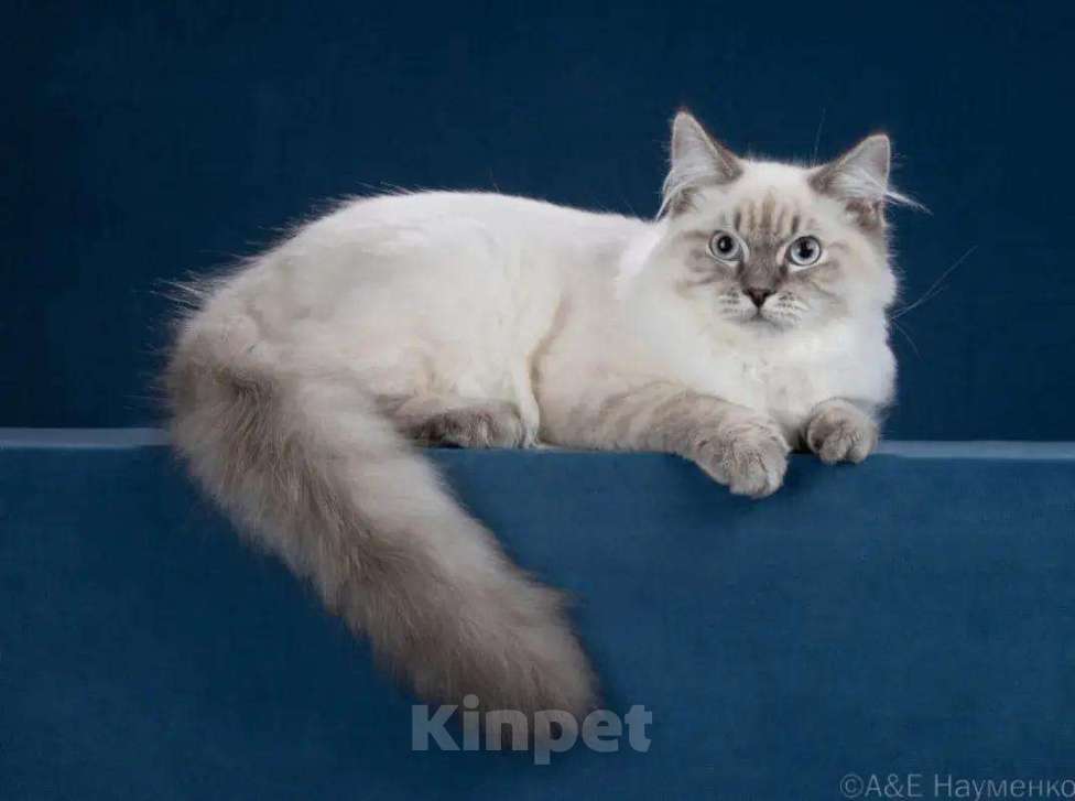 Кошки в Москве: Сибирский (Невский Маскарадный)  котенок) Мальчик, Бесплатно - фото 8