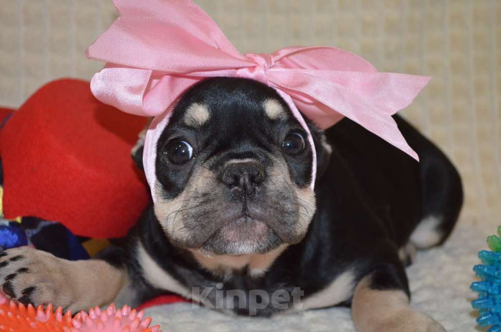 Собаки в других городах Московской области: Щенок французского бульдога Девочка, 80 000 руб. - фото 1