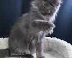 Кошки в Москве: Котенок мейн кун Девочка, 30 000 руб. - фото 3